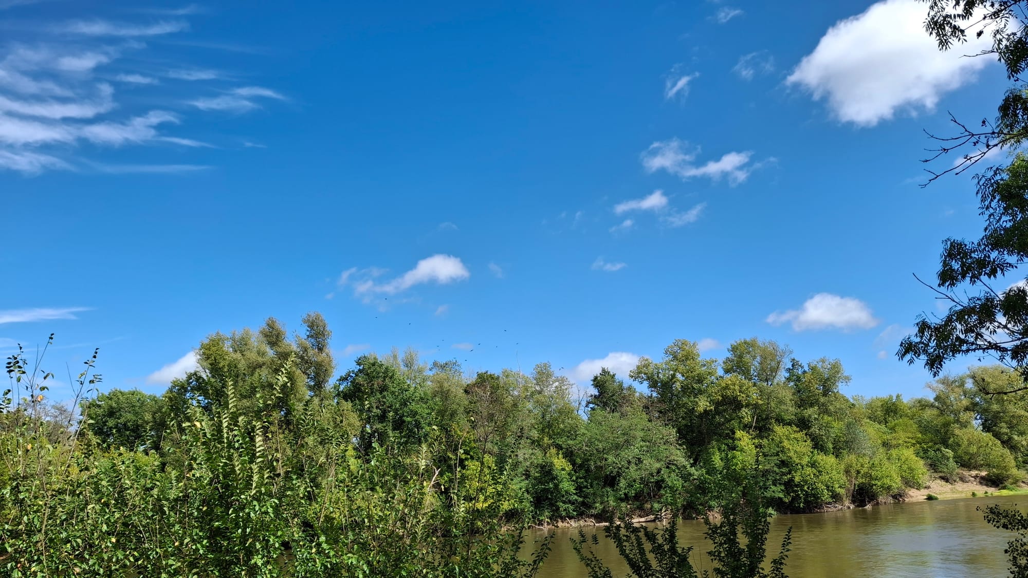 A flock of some birds