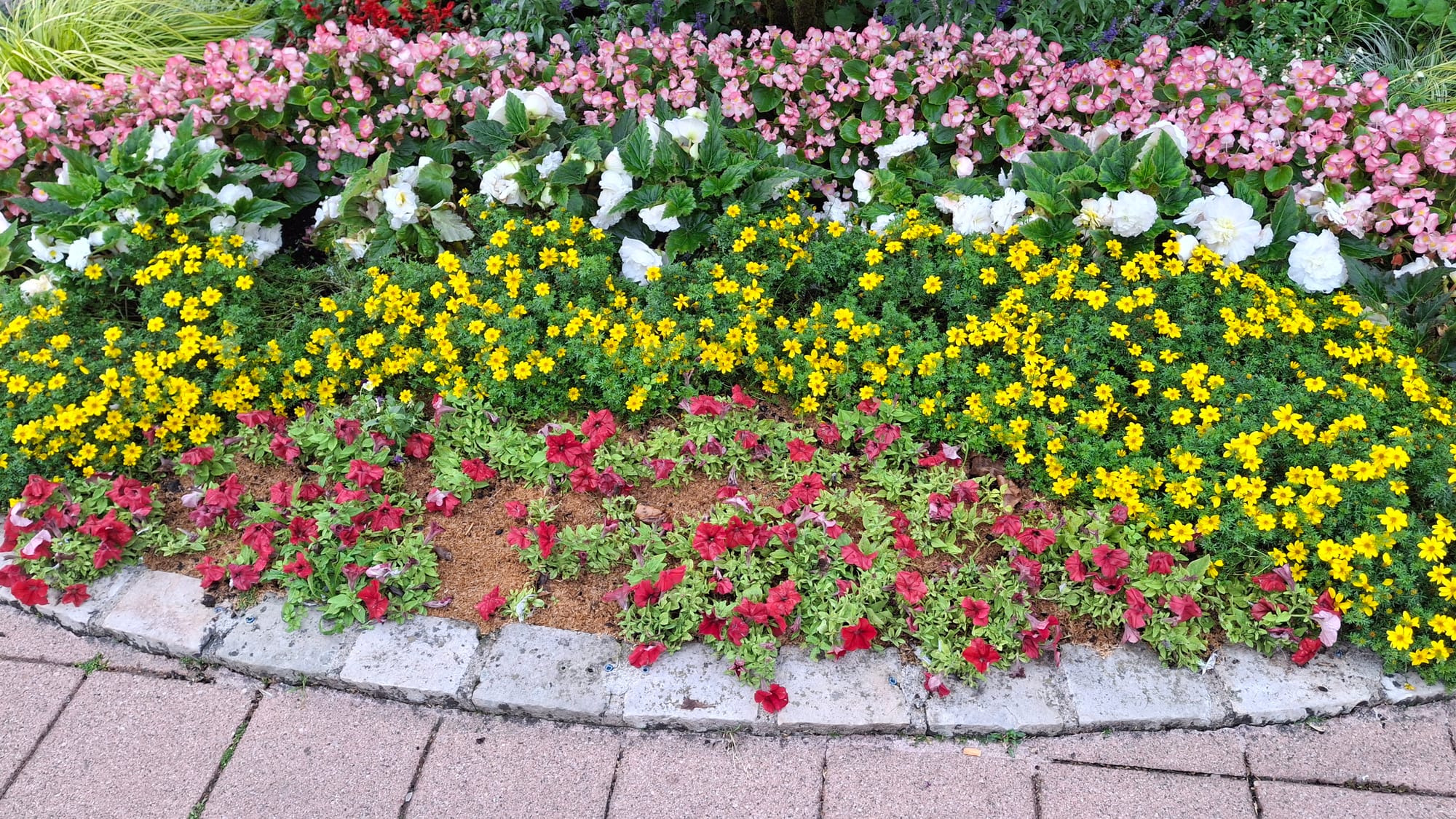 Sully in the morning