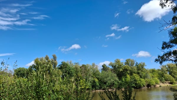 A flock of some birds