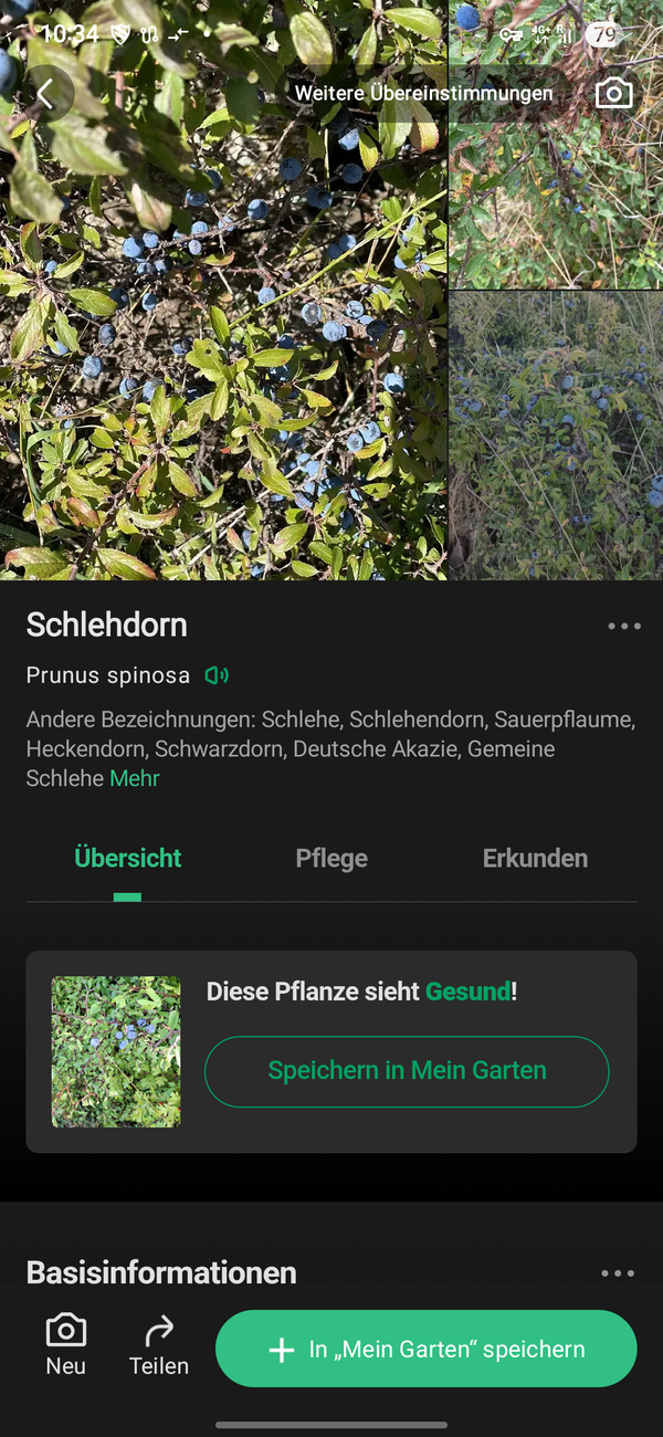 Sloe berries on a slow day