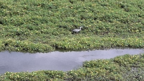Where the Cher meets the Loire