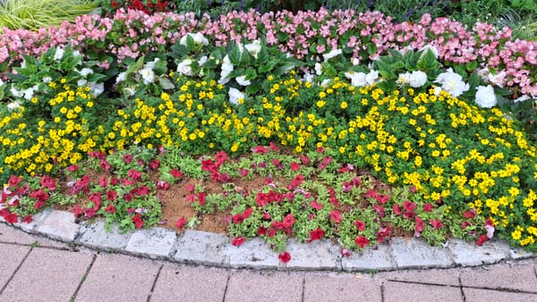 Sully in the morning